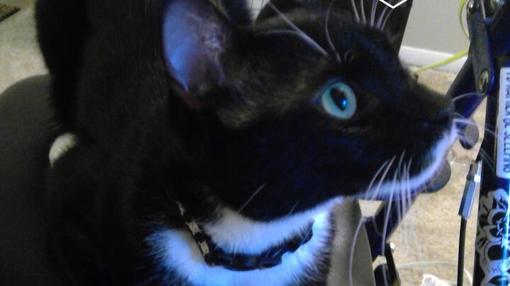 Archimedes Lee, Phoenix's tuxedo cat, seated on the seat of a rolling walker.